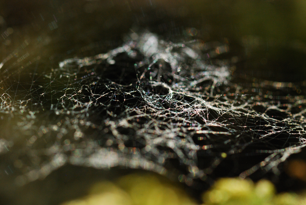 macro_011 .jpg